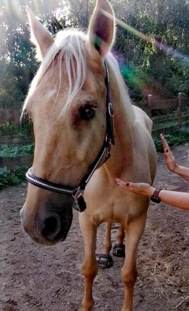 Hellblondes Pferd mit hellem Mähnenhaar steht in einem natürlichen Umfeld.