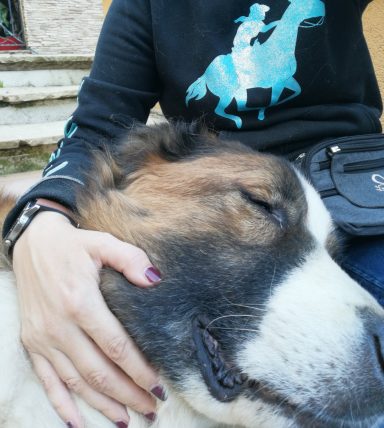 Eine Person streichelt einen großen, ruhenden Hund.