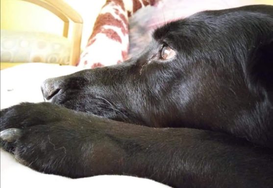 Schwarzer Hund liegt entspannt auf einem Sofa und schaut zur Seite.